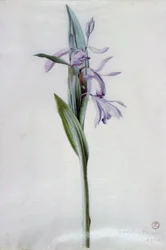 Blumenstücke